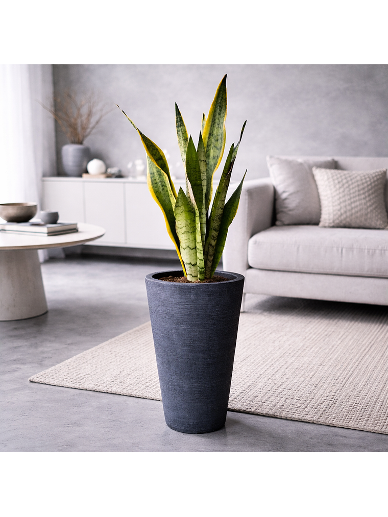 Sansevieria XL 1