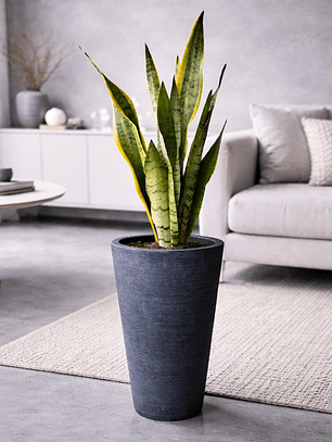 Sansevieria XL