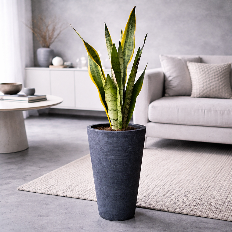 Sansevieria XL 1