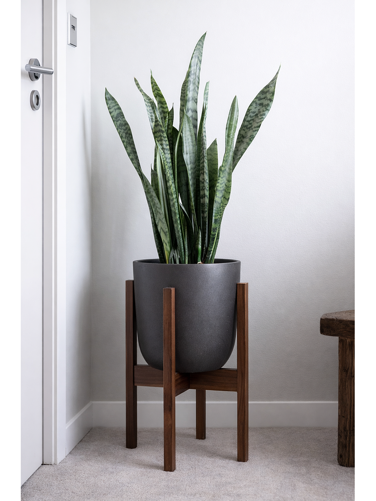 Sansevieria XL 4