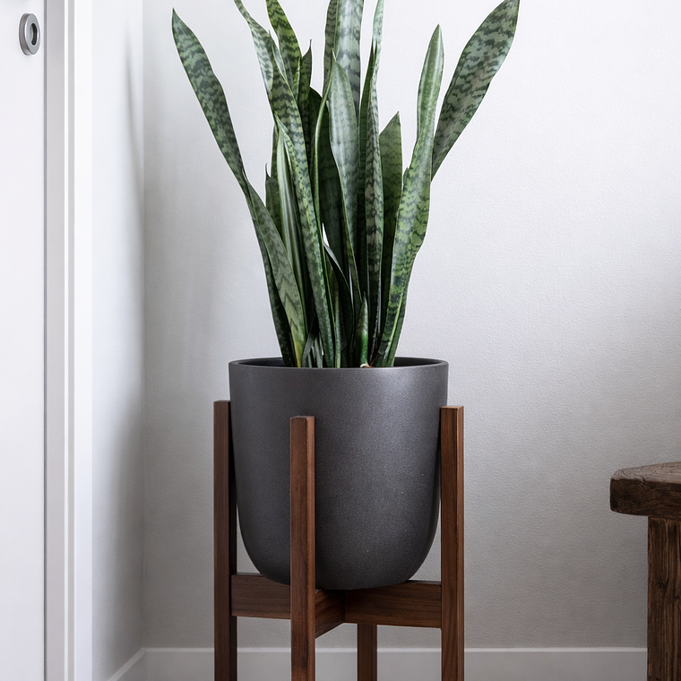 Sansevieria XL 4