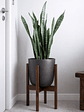 Sansevieria XL - Miniatura 4