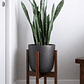Sansevieria XL - Miniatura 4
