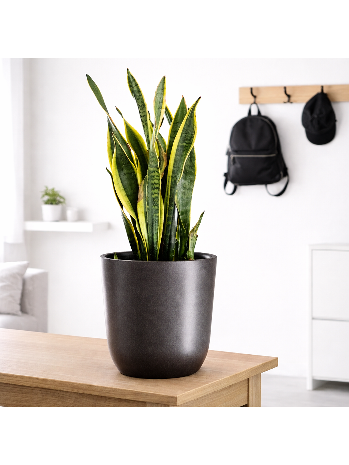 Sansevieria XL 2