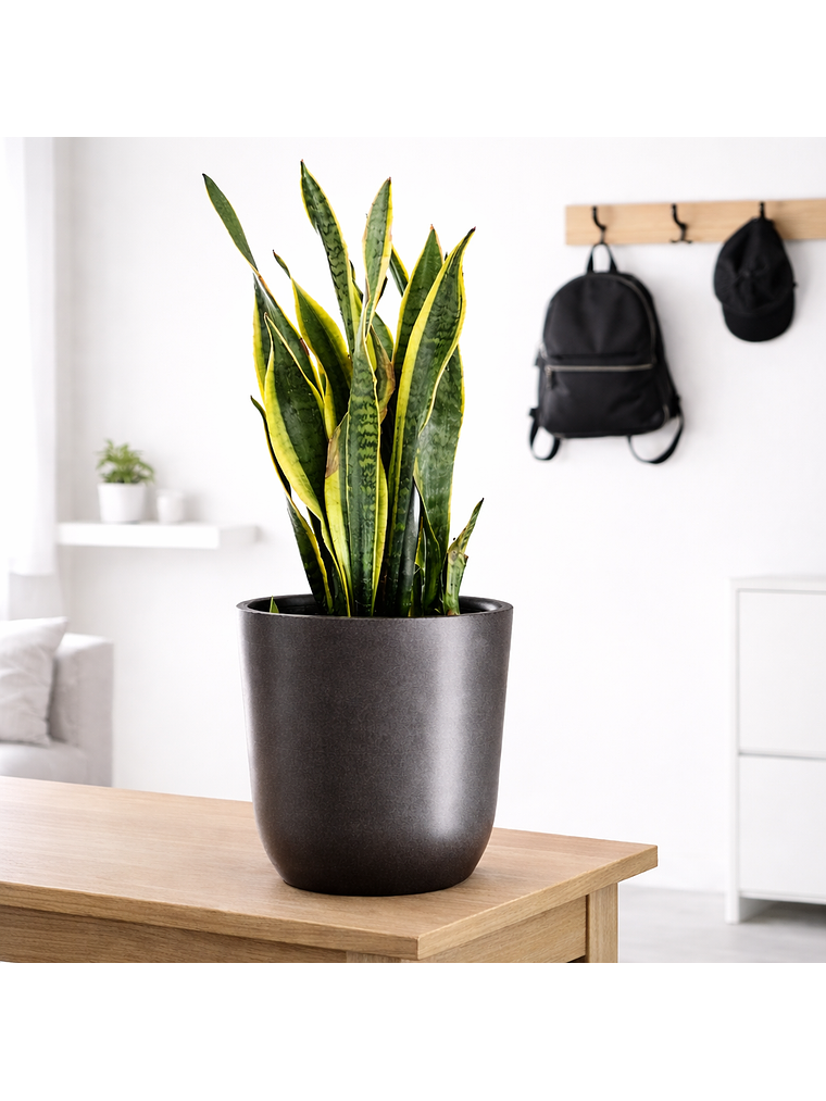 Sansevieria XL 2