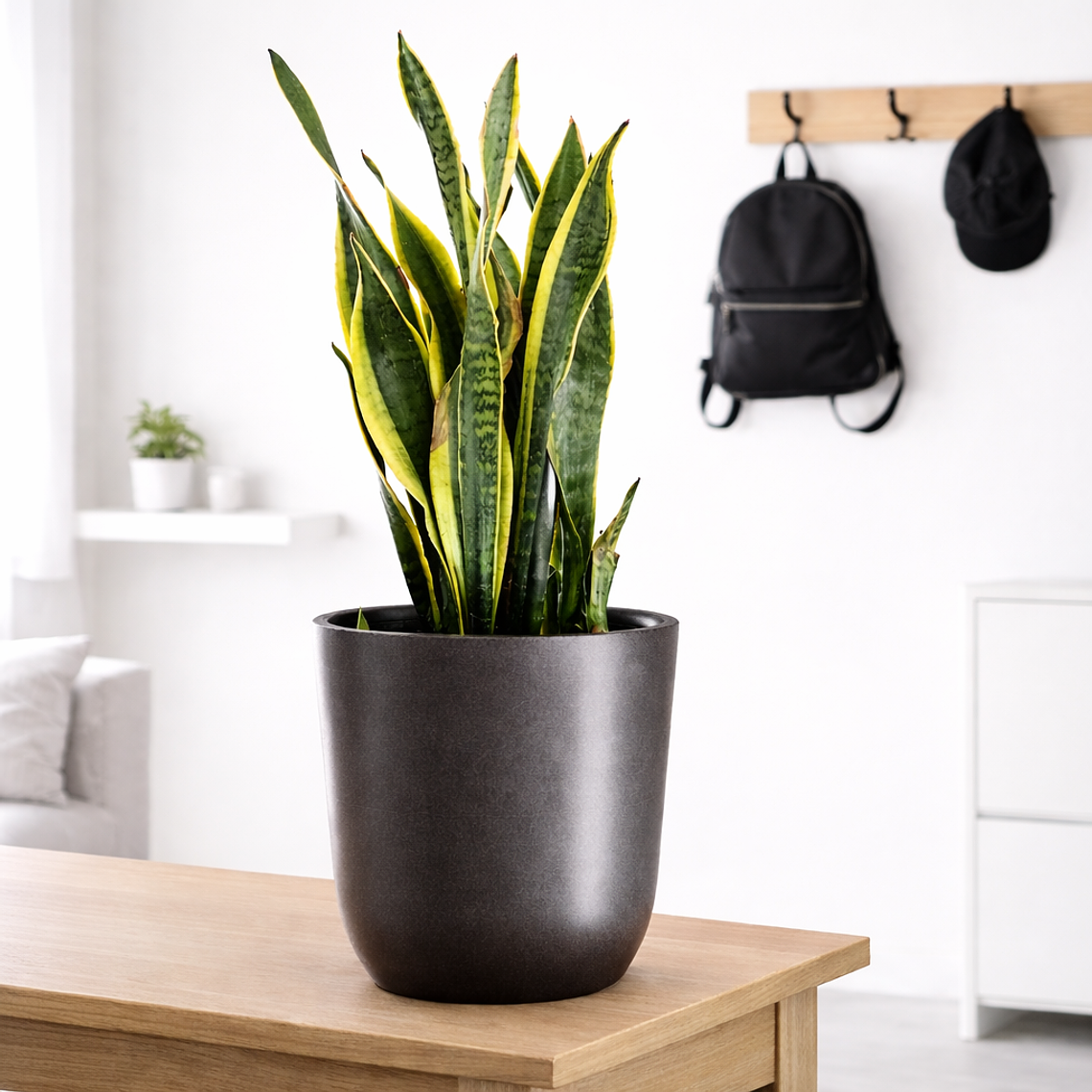Sansevieria XL 2