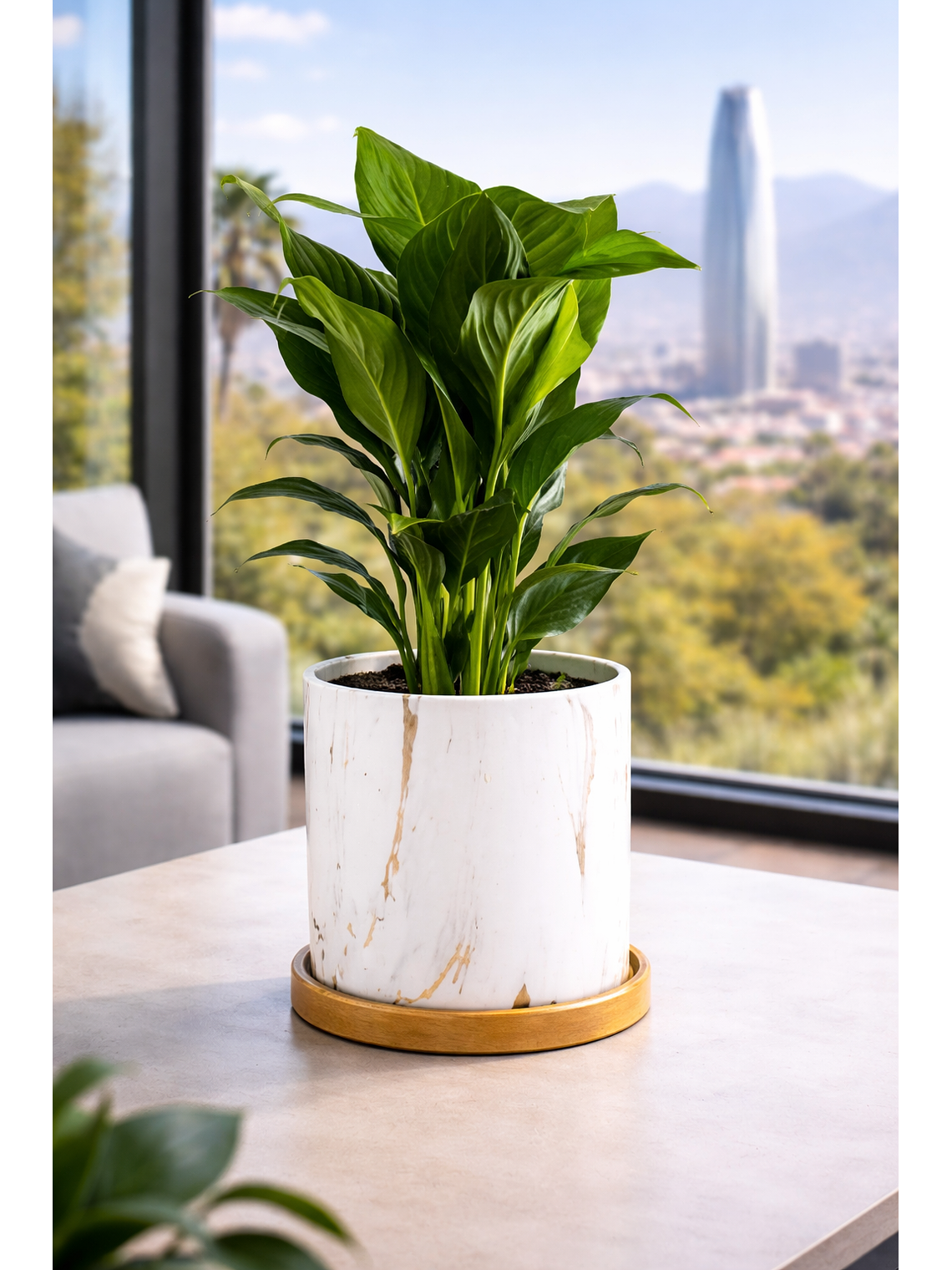 Spathiphyllum L 3