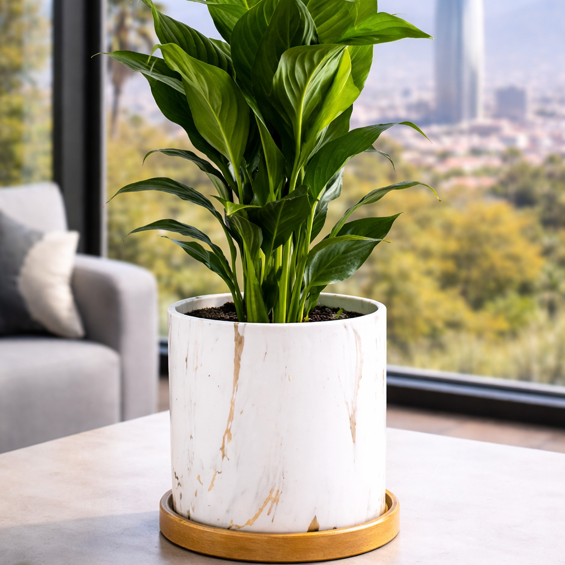 Spathiphyllum L 3