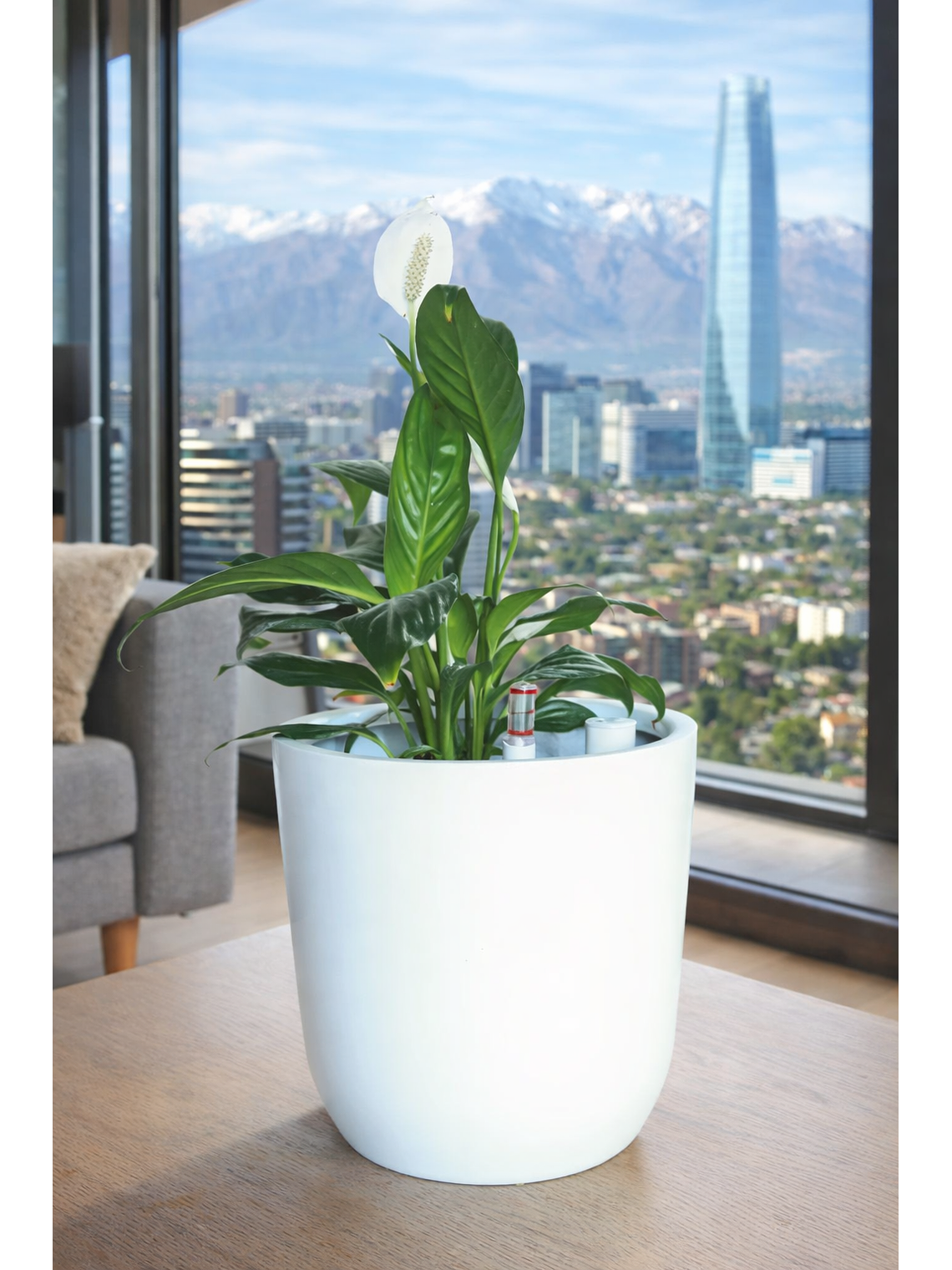 Spathiphyllum L 4