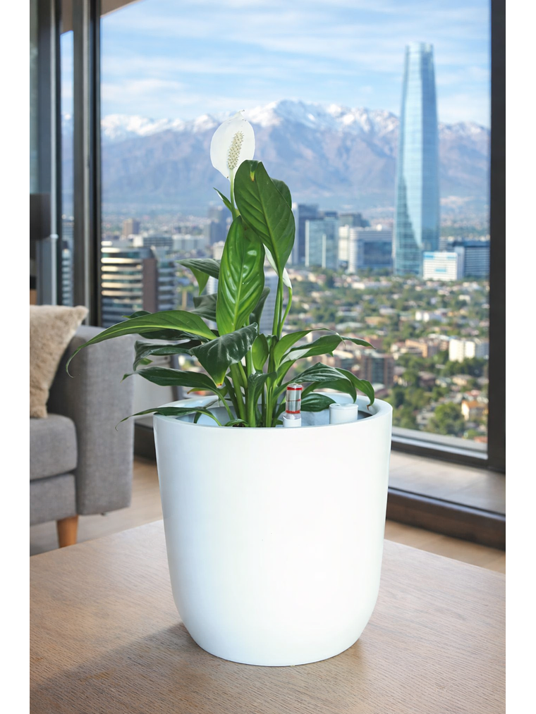 Spathiphyllum L 4