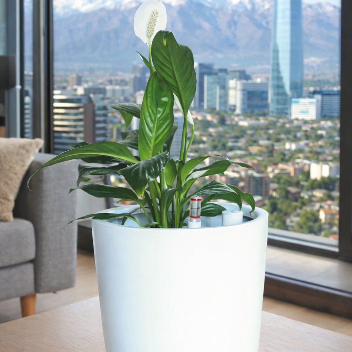 Spathiphyllum L 4