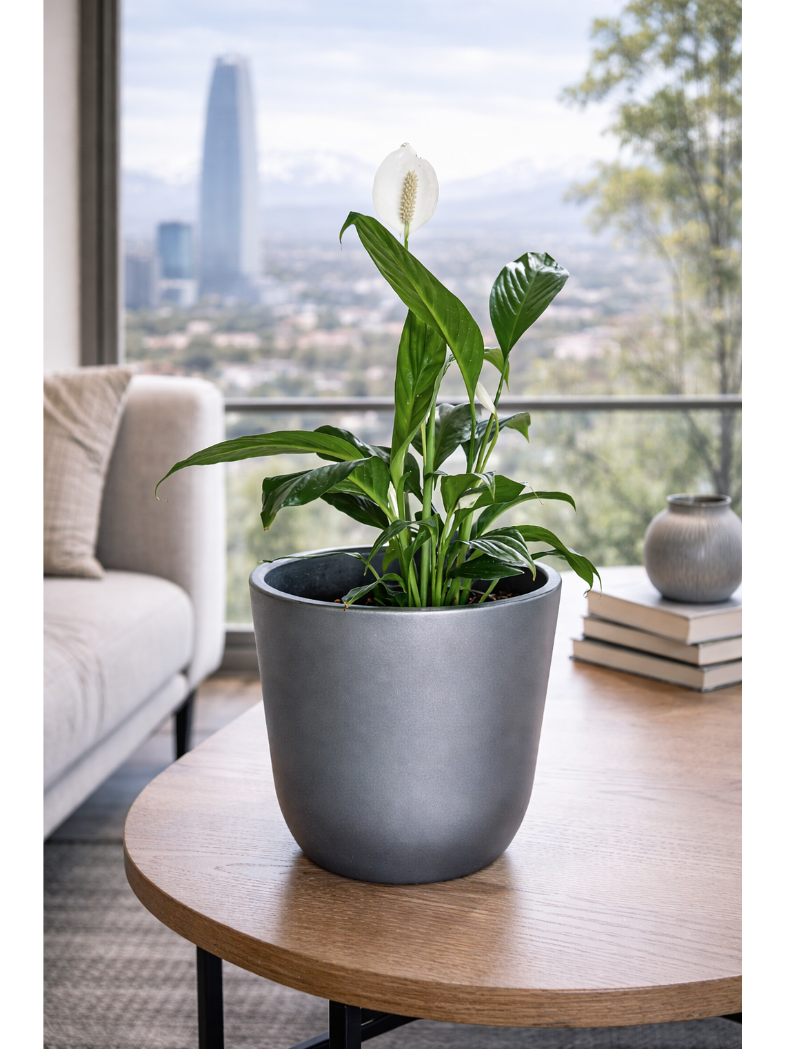 Spathiphyllum L 2