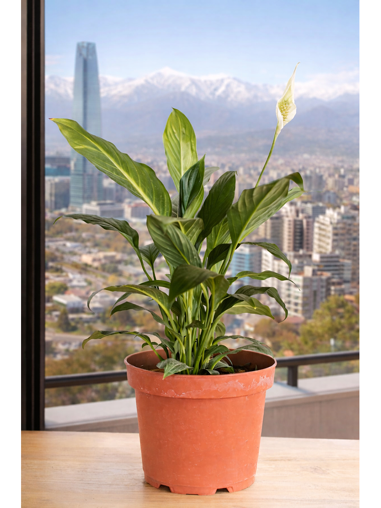 Spathiphyllum L 7