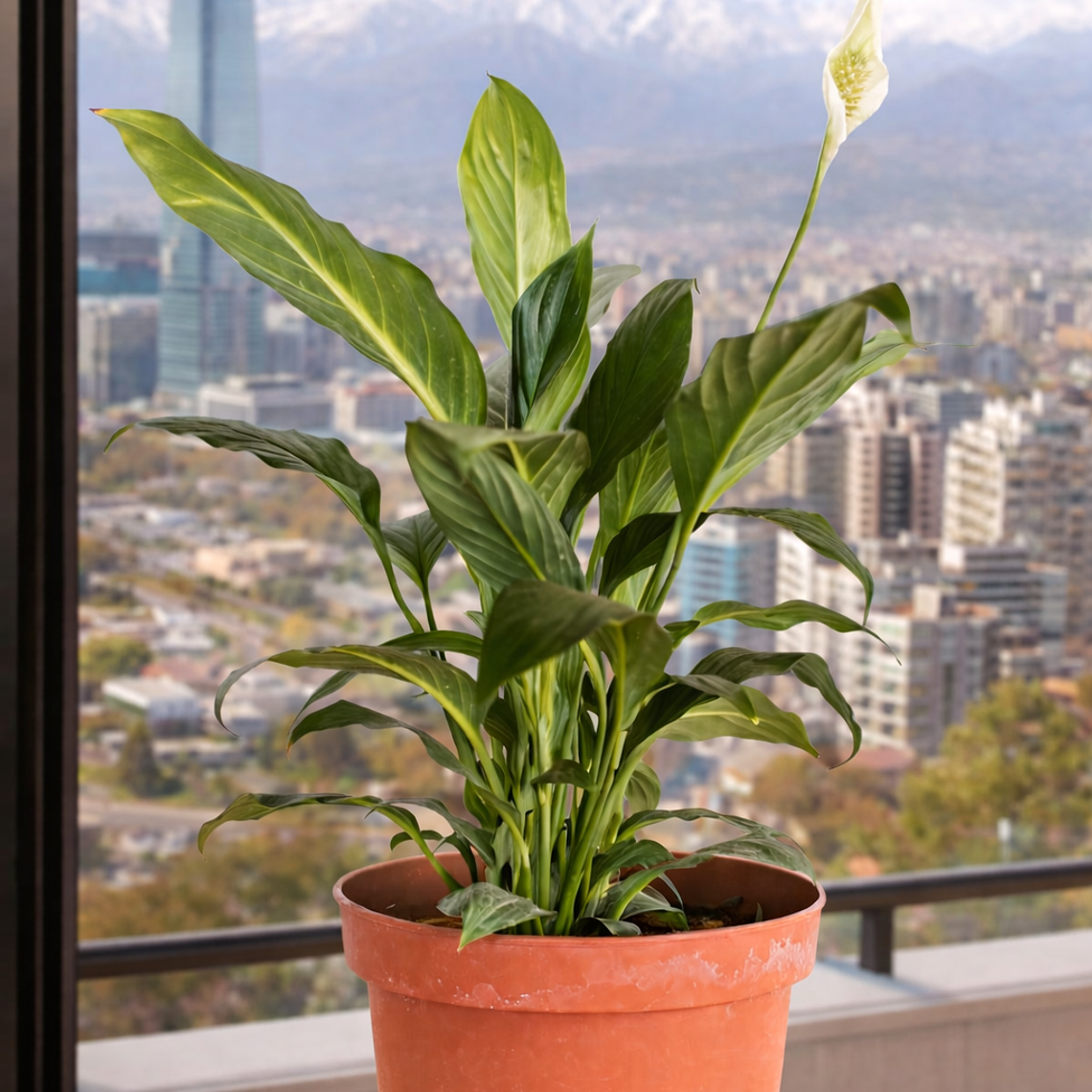 Spathiphyllum L 7