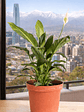 Spathiphyllum L - Miniatura 7