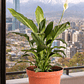 Spathiphyllum L - Miniatura 7