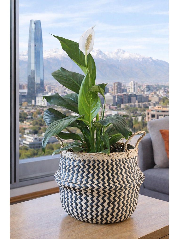 Spathiphyllum L 10