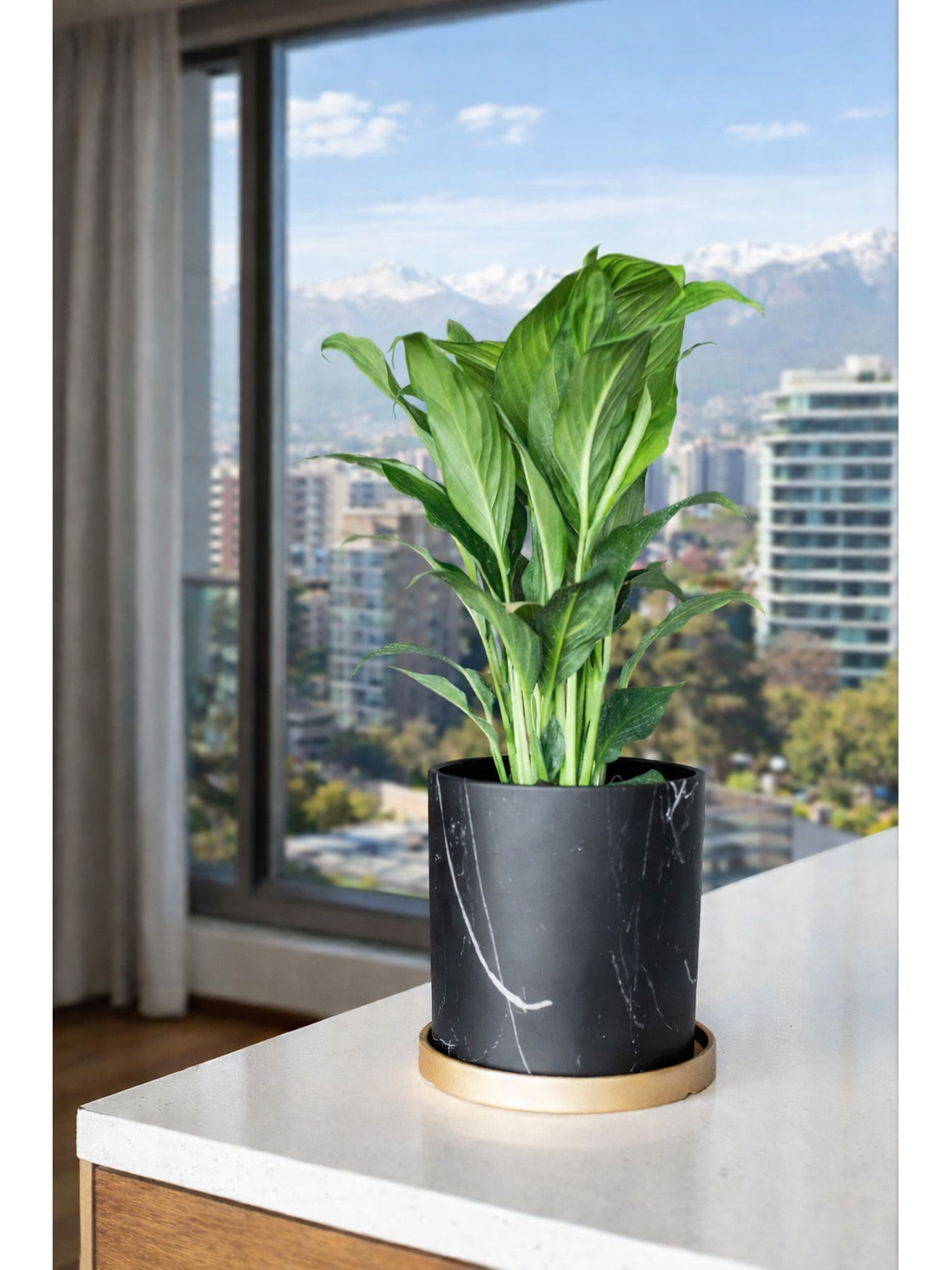 Spathiphyllum L 13