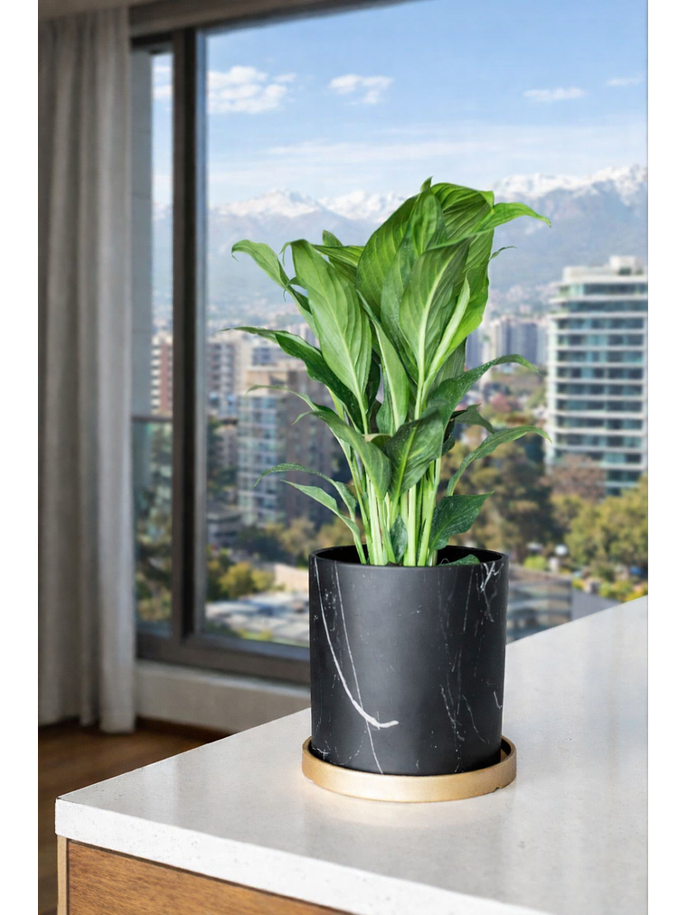 Spathiphyllum L 13