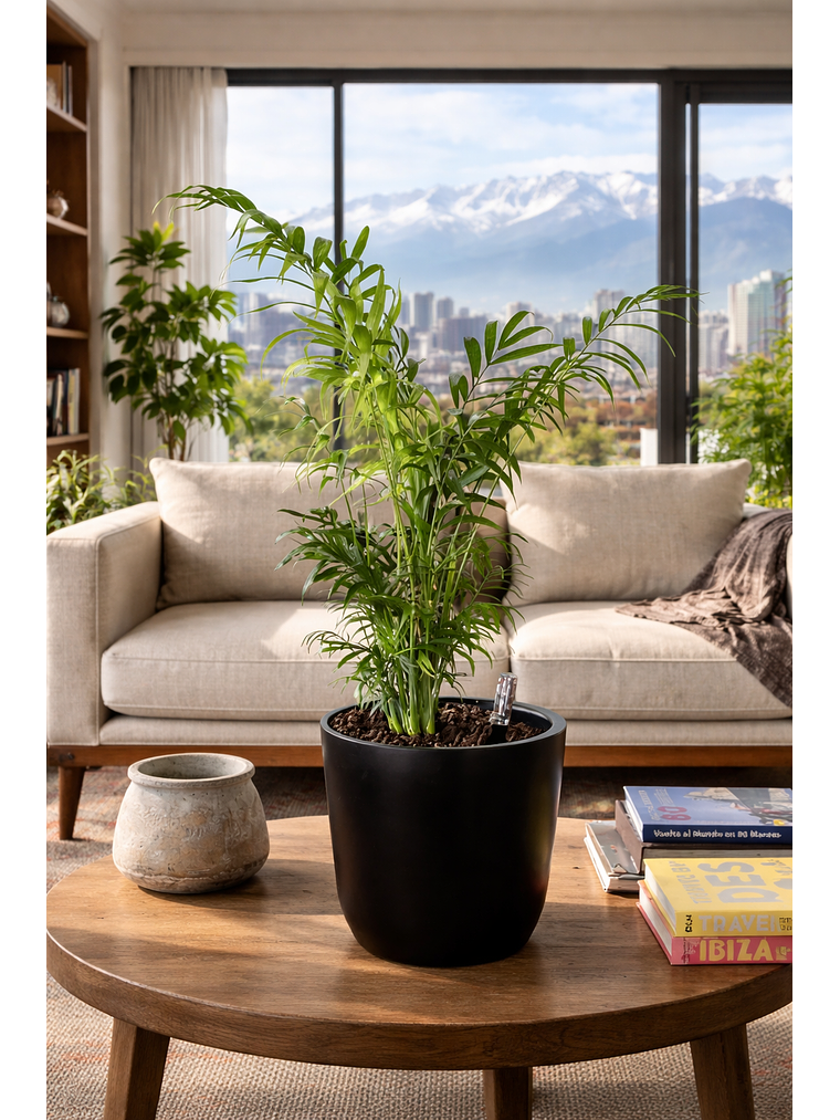 Palmera Chamaedorea L 1