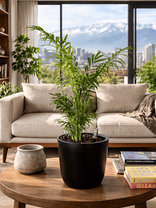 Palmera Chamaedorea L