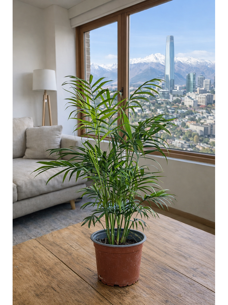 Palmera Chamaedorea L 2