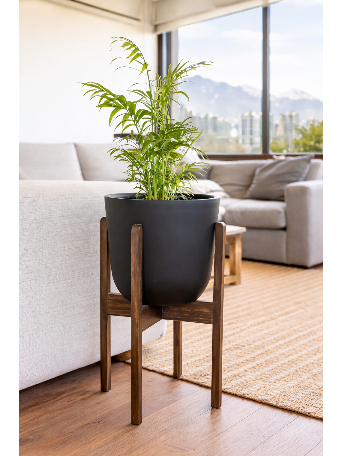 Palmera Chamaedorea L 3