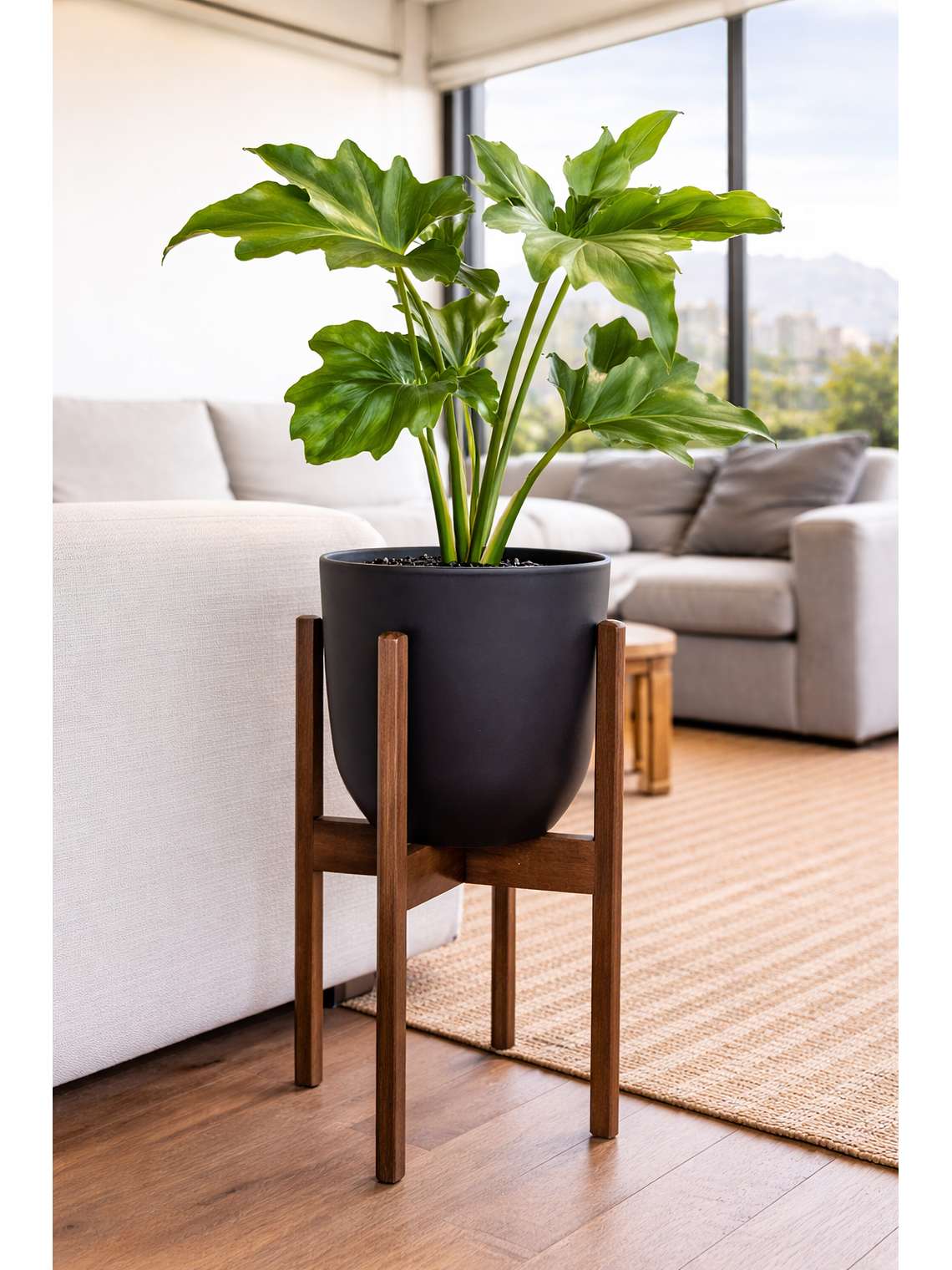 Philodendro Paraguayo 1