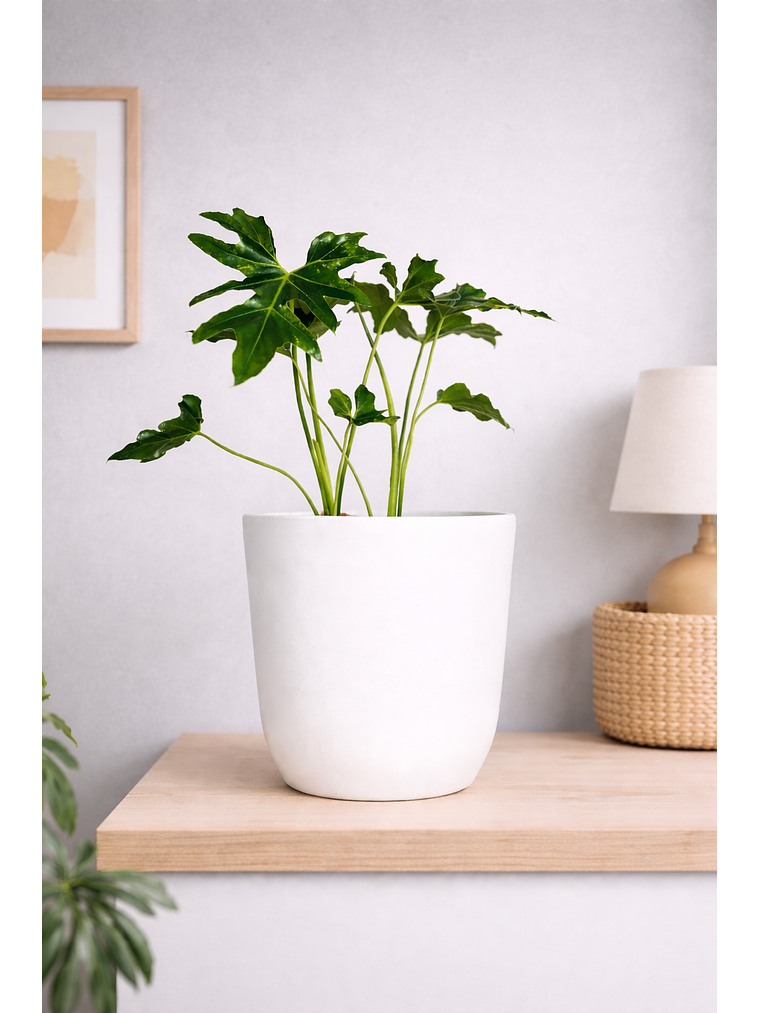 Philodendro Paraguayo 2