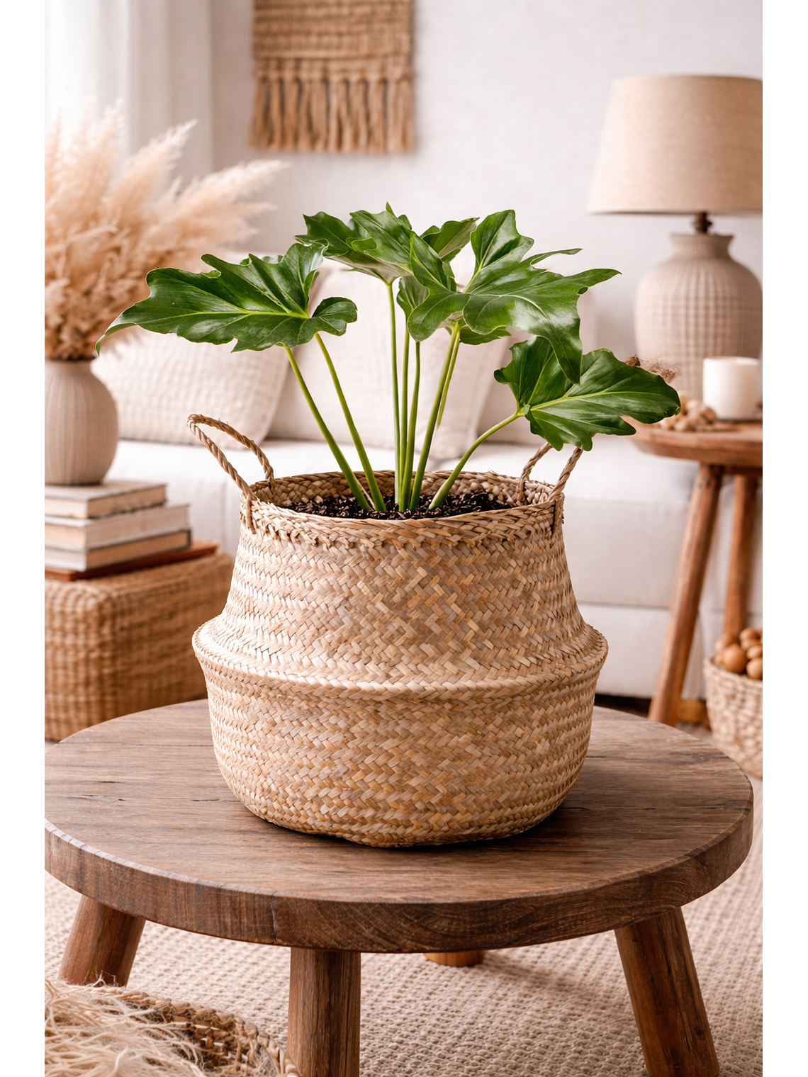 Philodendro Paraguayo 3