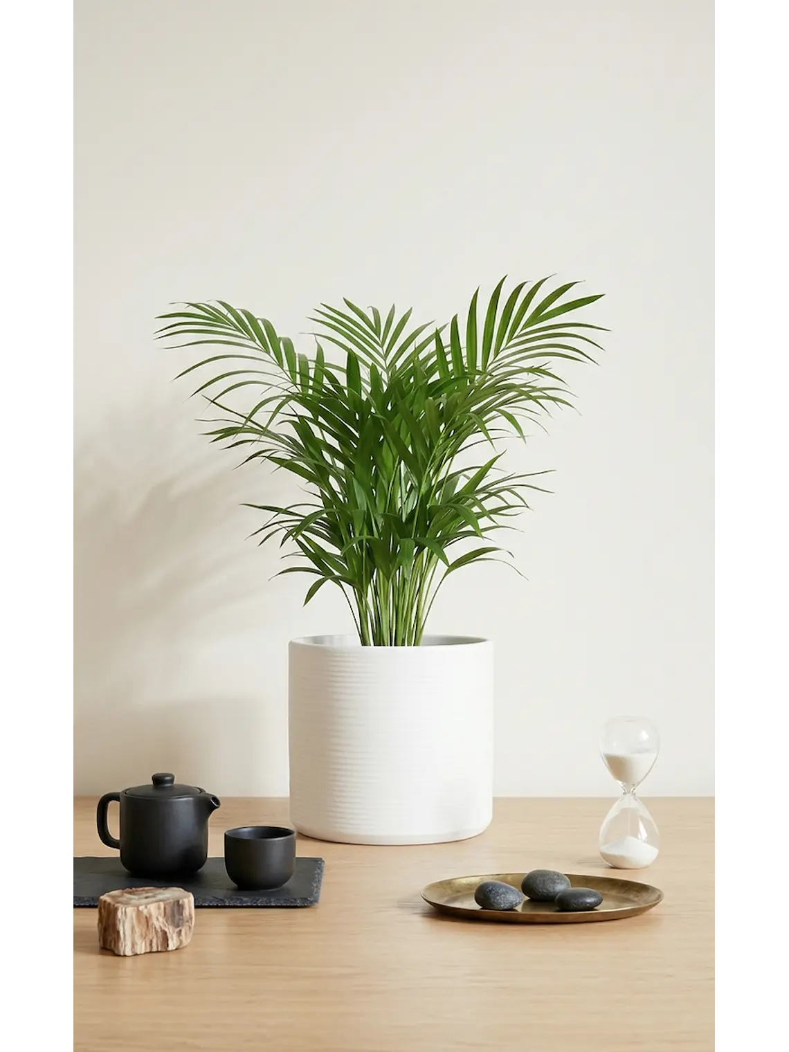 Palmera Areca M 1