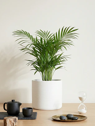Palmera Areca M