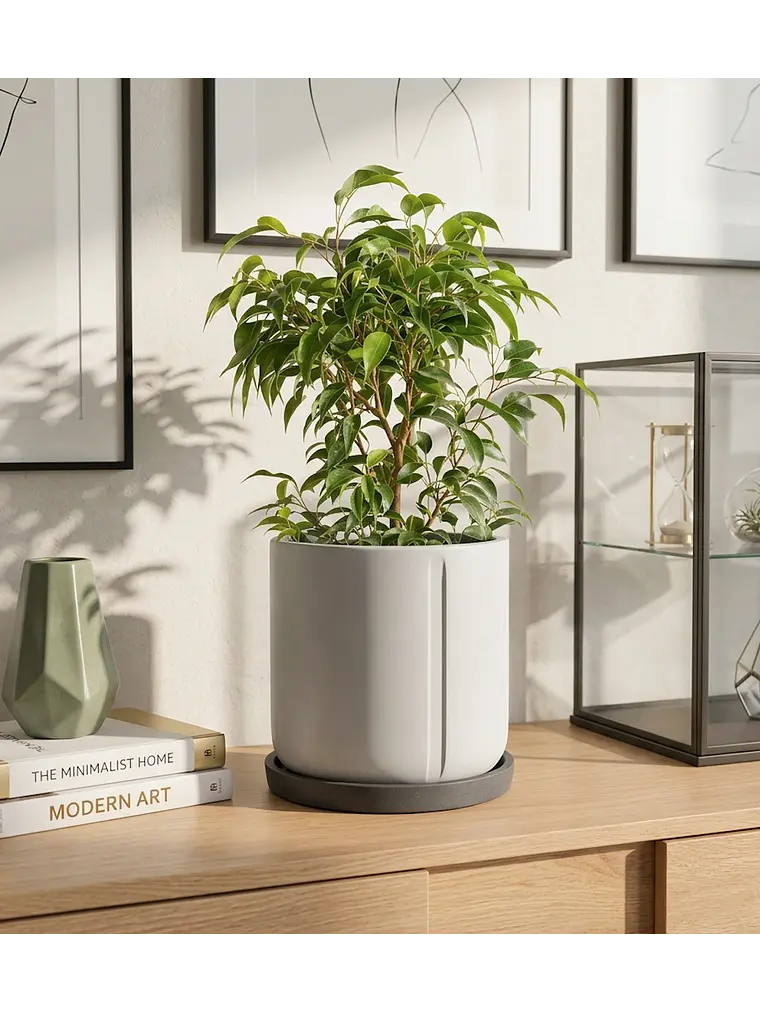 Ficus Benjamina M 1