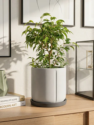Ficus Benjamina M