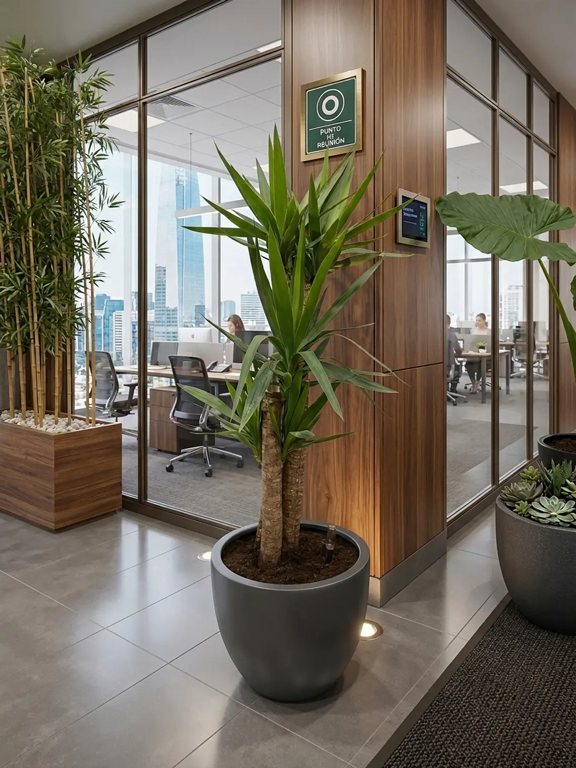 Yucca XL 2