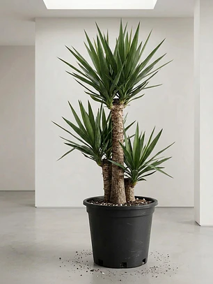 Yucca XL