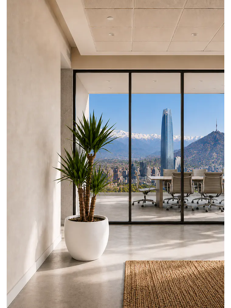 Yucca XL 4