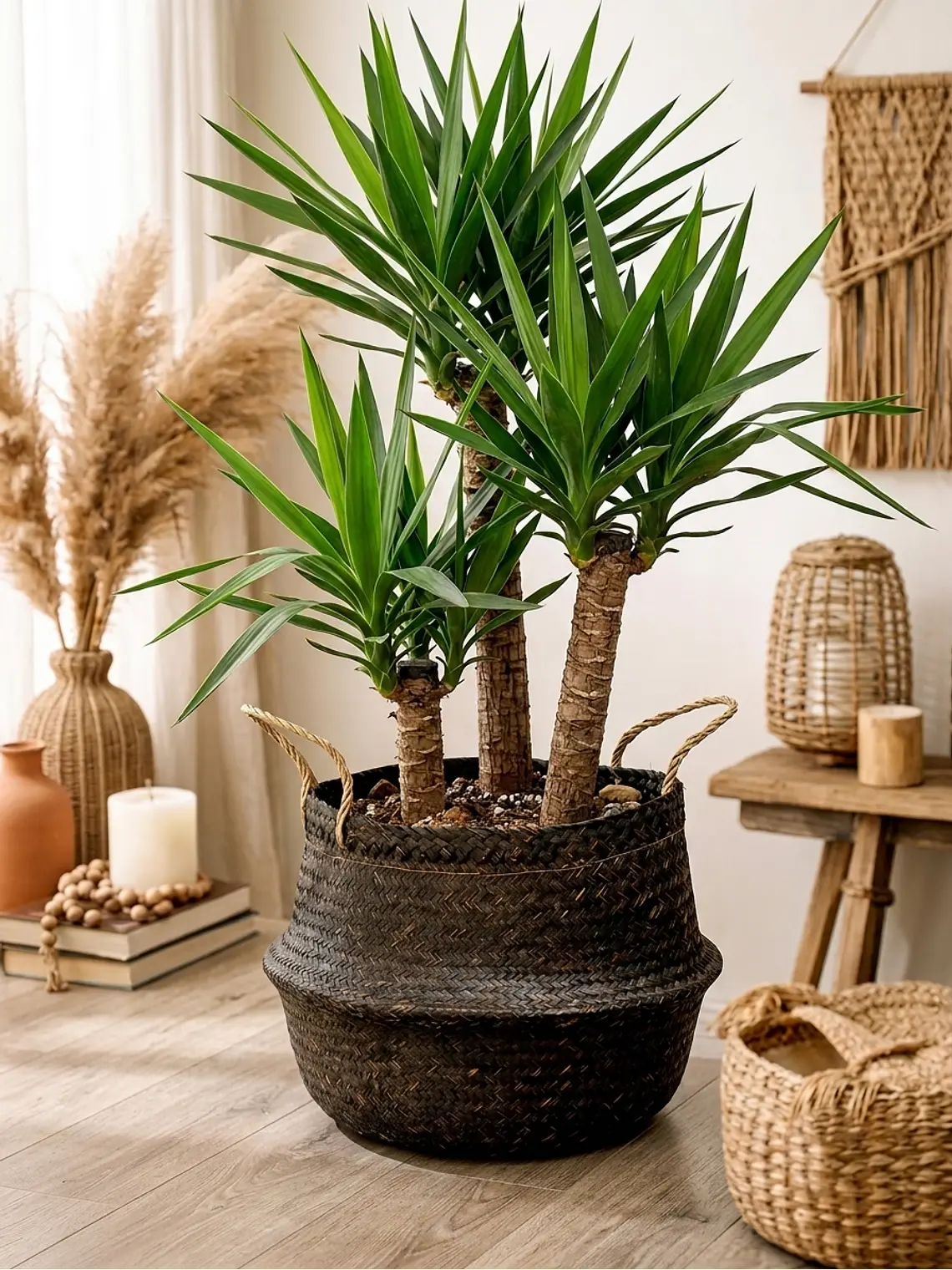 Yucca XL 5