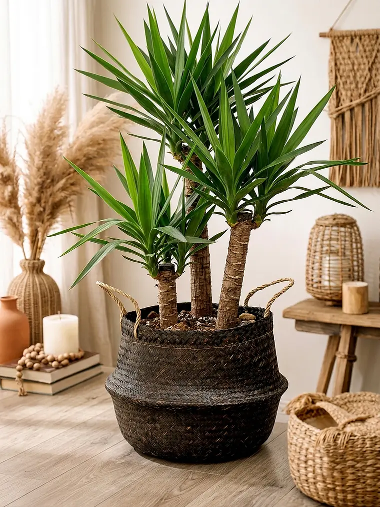 Yucca XL 5