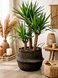Yucca XL - Miniatura 5