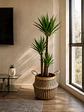 Yucca XL - Miniatura 7