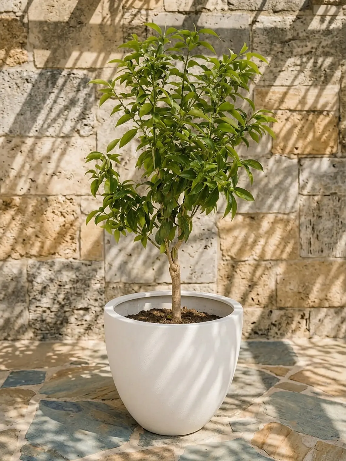 Kumquat XL 3