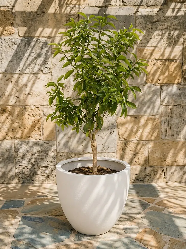 Kumquat XL 3