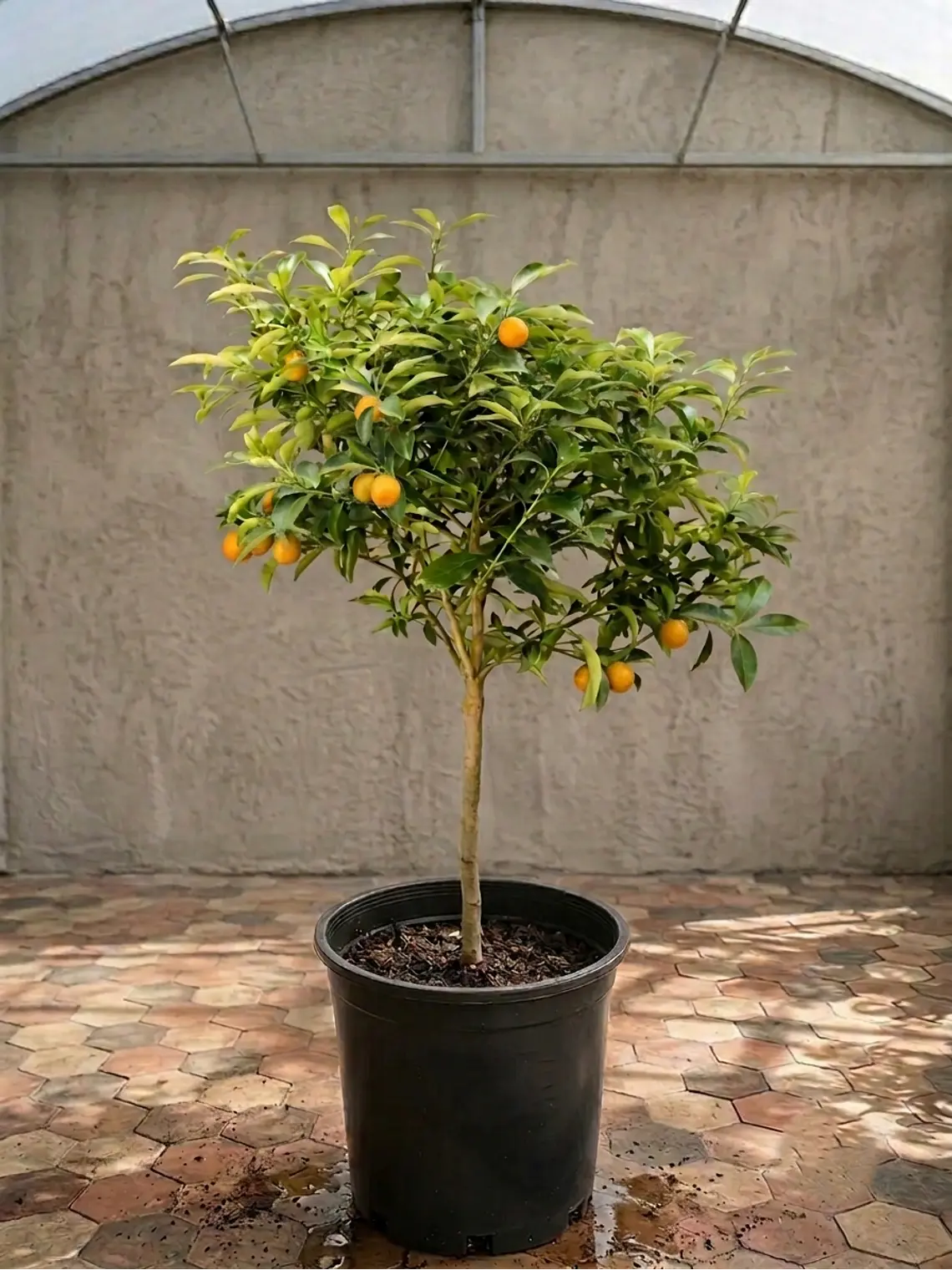 Kumquat XL 2