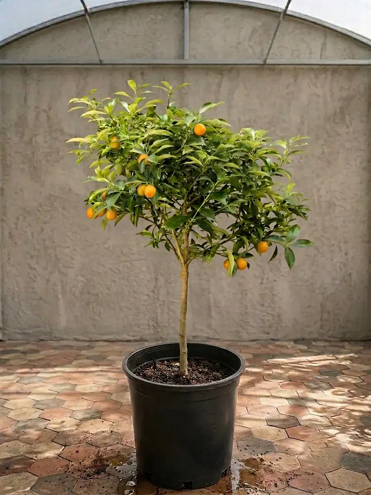 Kumquat XL 2