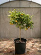 Kumquat XL - Miniatura 2