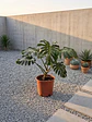 Monstera Deliciosa XL - Miniatura 1