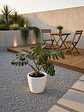 Monstera Deliciosa XL - Miniatura 2