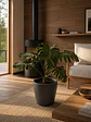 Monstera Deliciosa XL - Miniatura 3