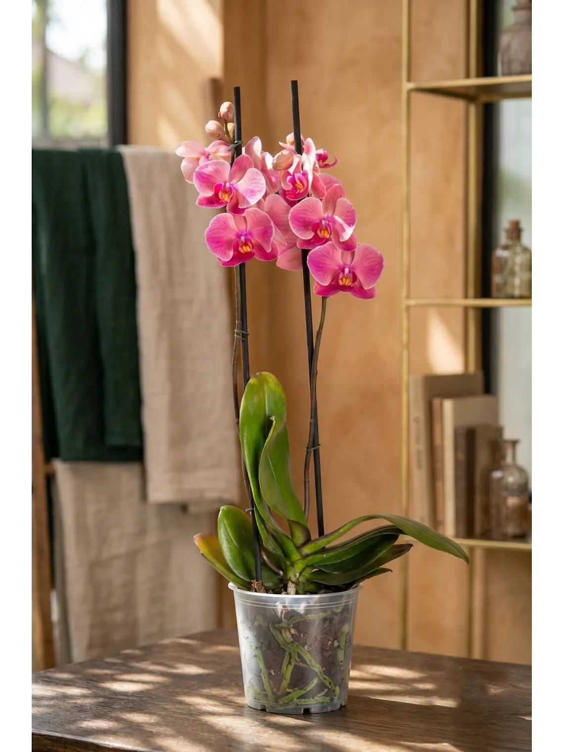 Orquídea Rosada (Grande) 1